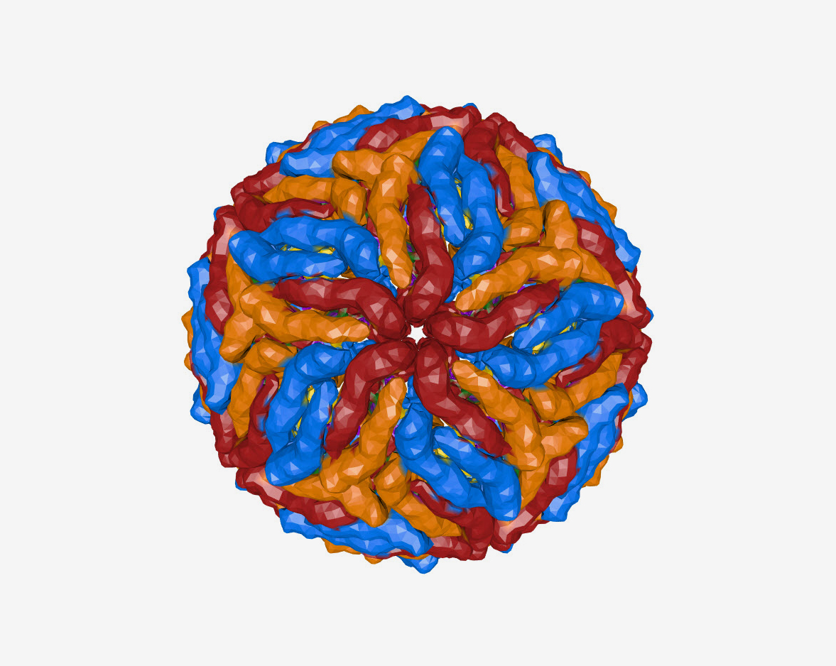Zika virus model