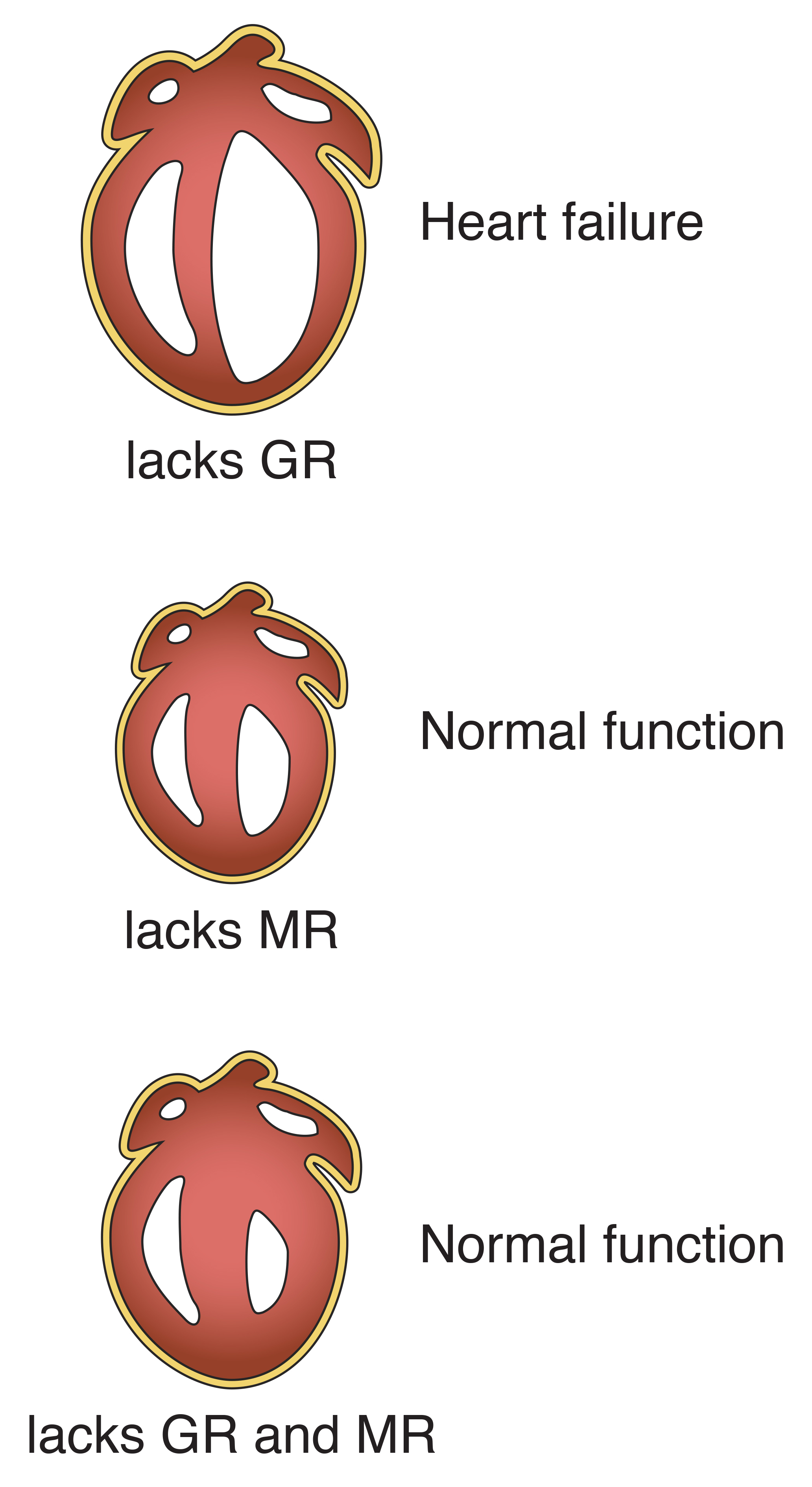 Illustration of mice hearts that lack stress hormone receptors