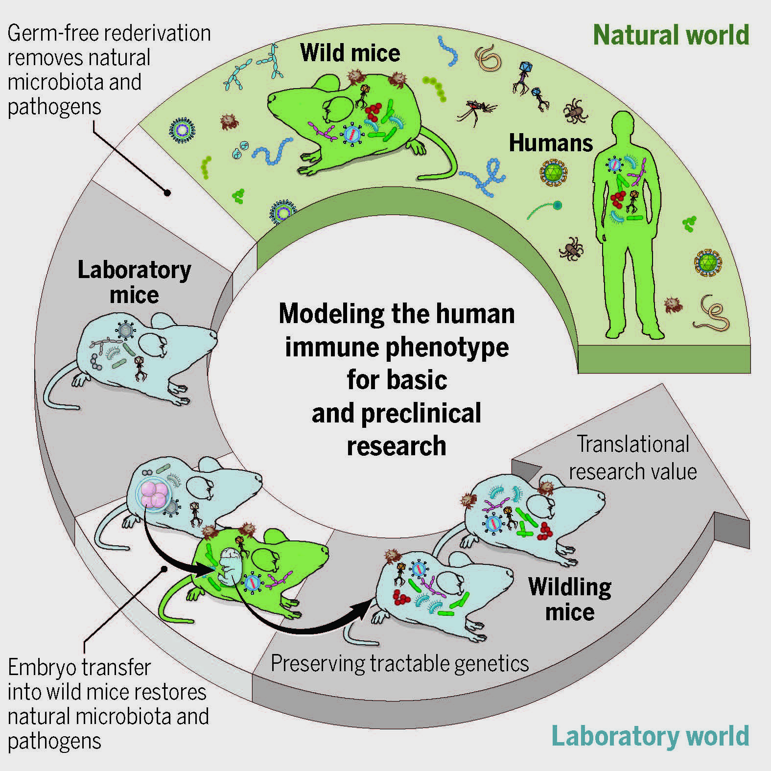 Wildling” mice could help translate results in animal models to results in  humans | National Institutes of Health (NIH)