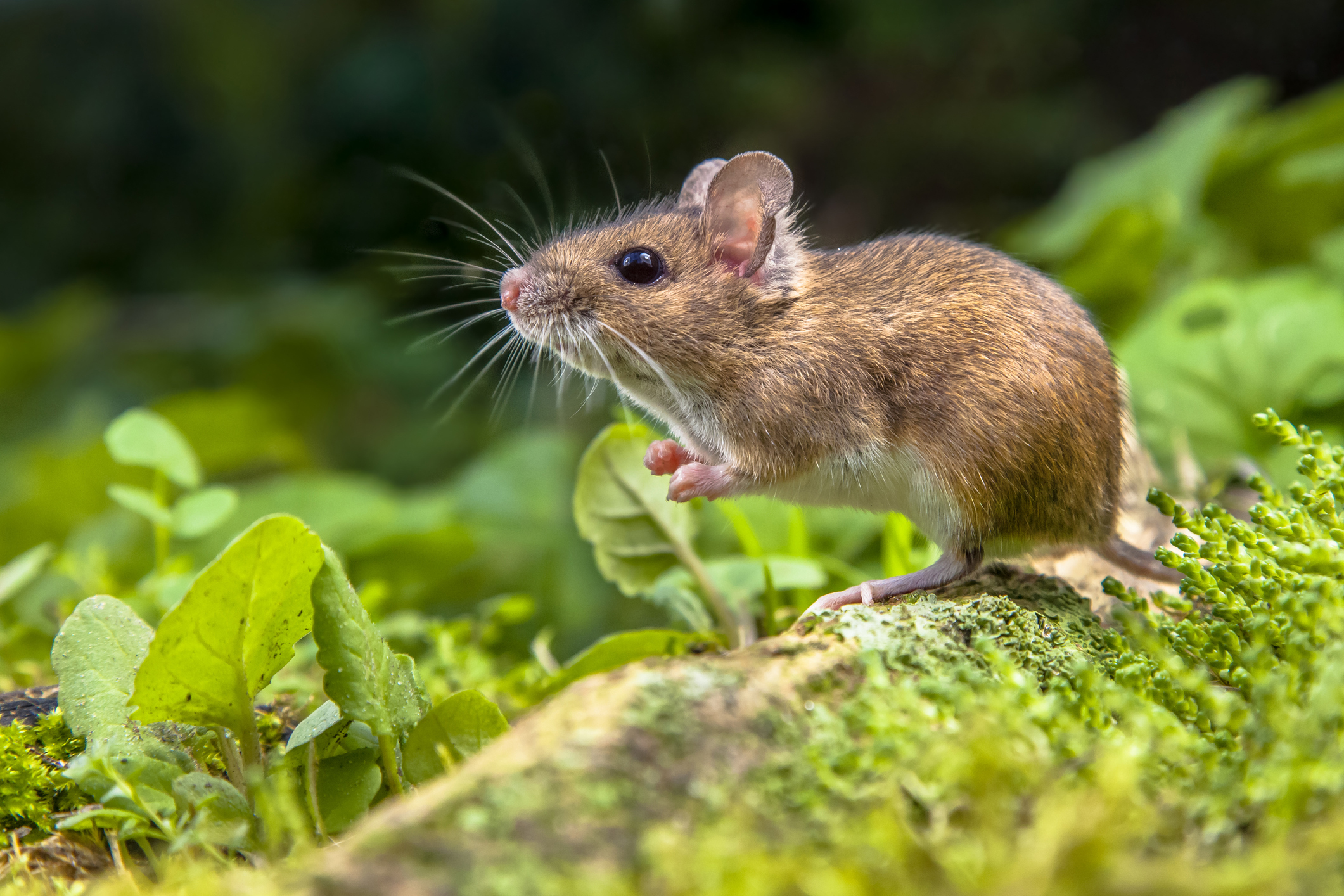 Wood Mouse