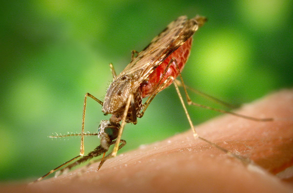 Image of a mosquito