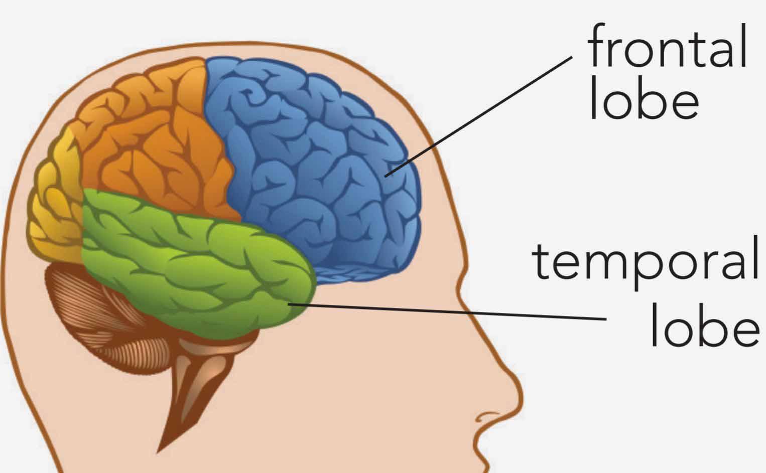 cant find nih in human brain mapping