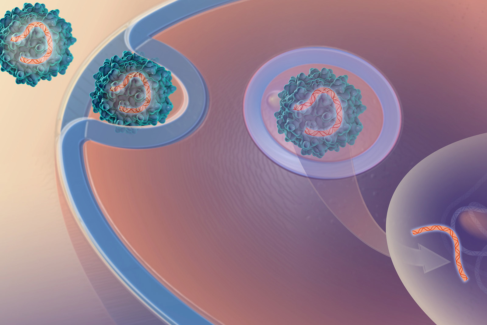 Illustration of a virus delivering genetic material into a cell