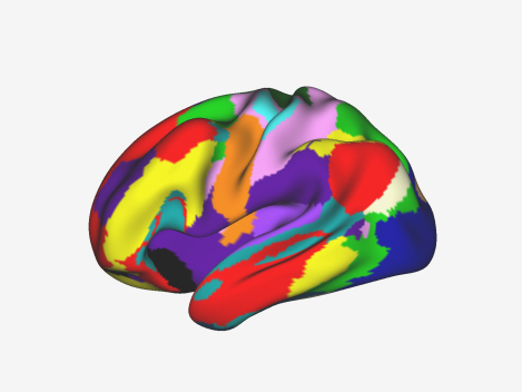 Illustration of the organized young brain