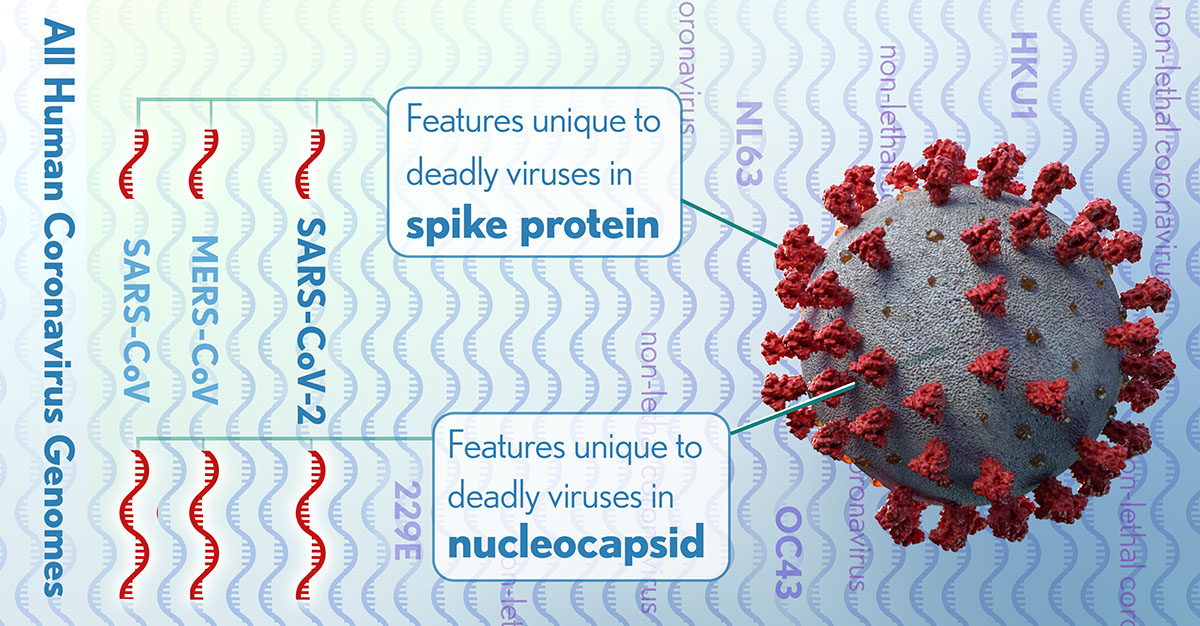 NIH researchers identify key genomic features that could differentiate SARS-CoV-2 from other coronaviruses that cause less severe disease | National Institutes of Health (NIH)