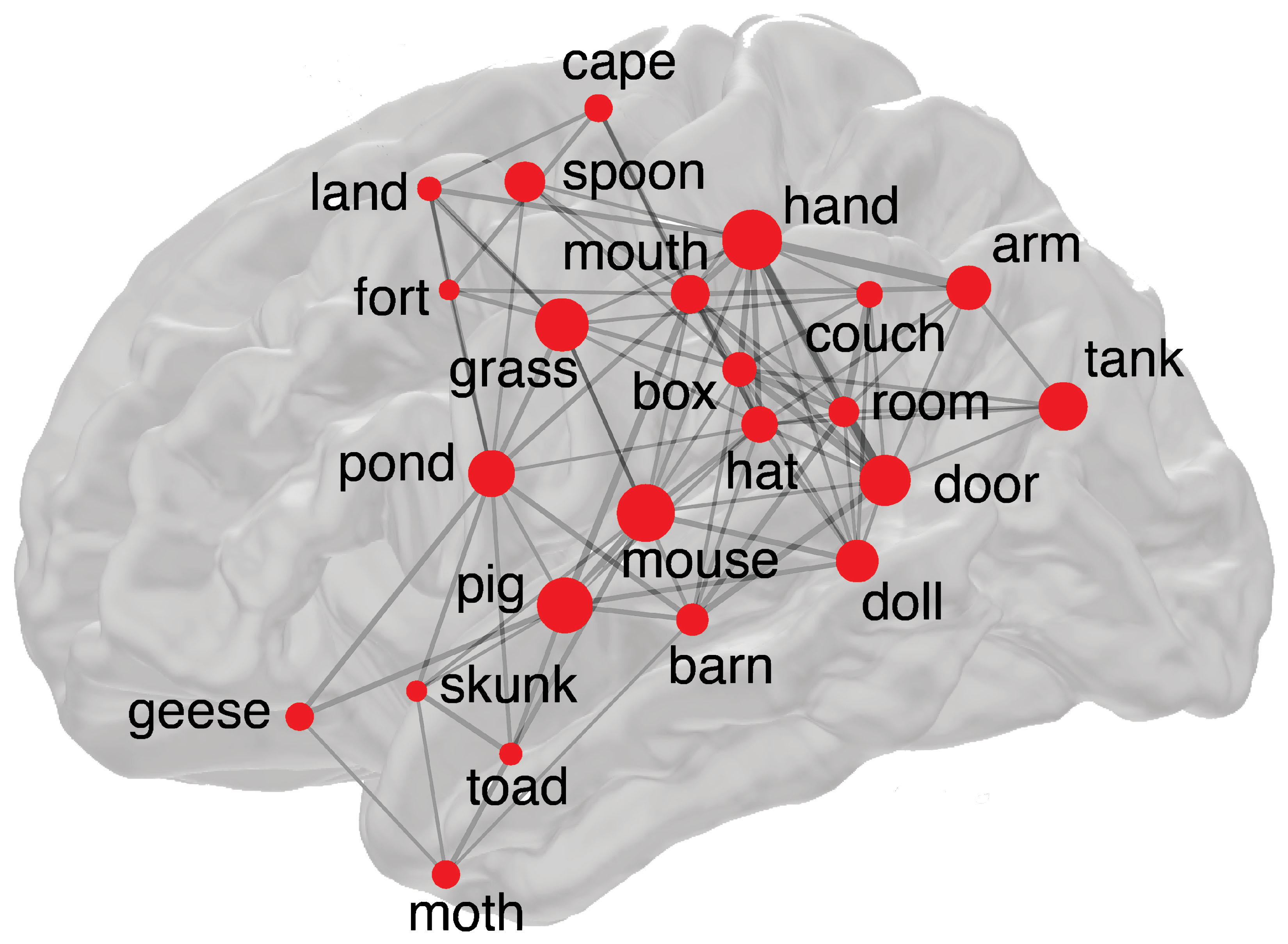 Illustration of brain network