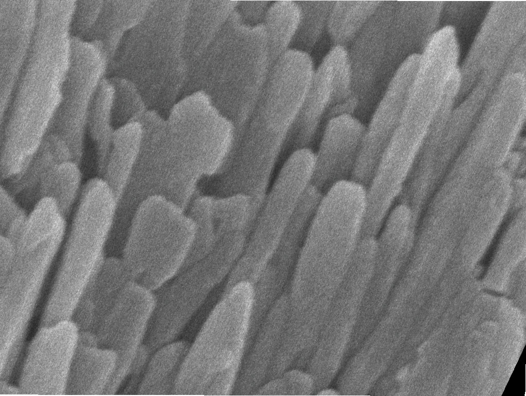 Image of enamel crystallites at the nanoscale