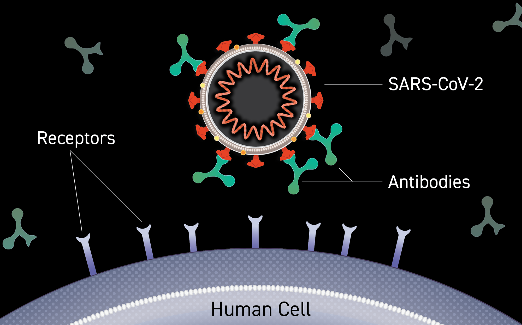 COVID-19 Monoclonal Antibody Therapy Can Reduce Hospitalizations, Healthcare System Stress