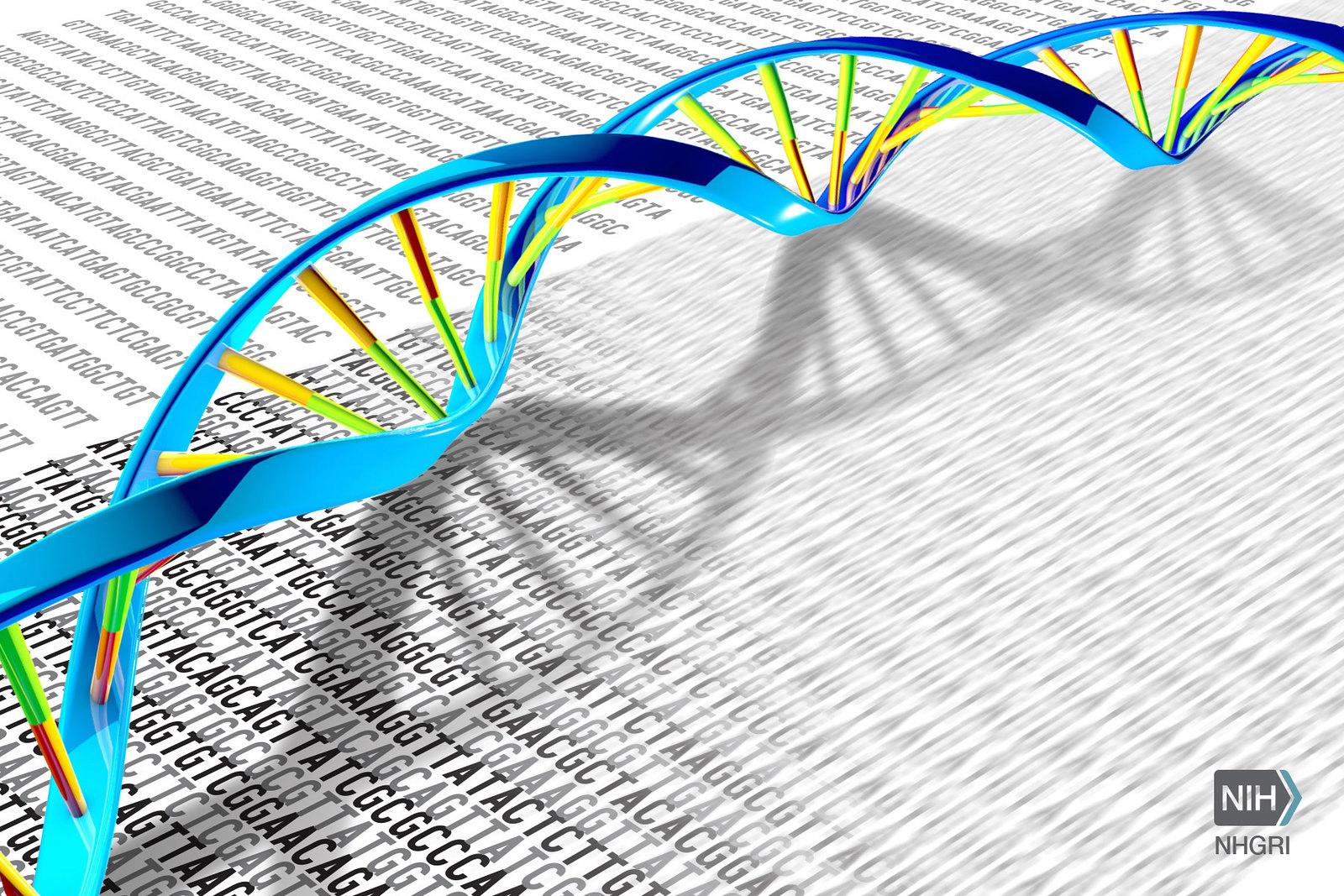 A DNA double helix rests on a print-out illustration of the DNA letters A, T, C and G.