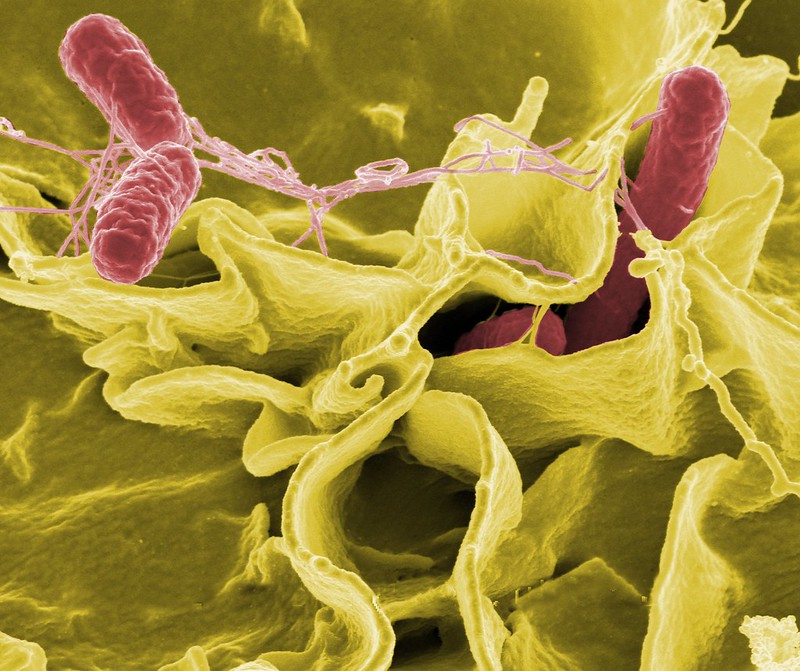 Naukowcy z NIH odkryli, że salmonella wykorzystuje komórki nabłonka jelit do kolonizacji jelit
