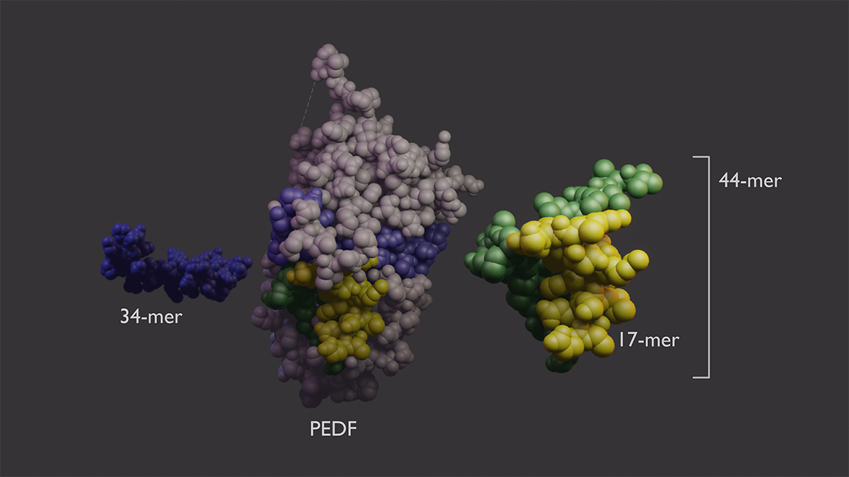 Scientists unravel the function of a sight-saving growth factor - National Institutes of Health