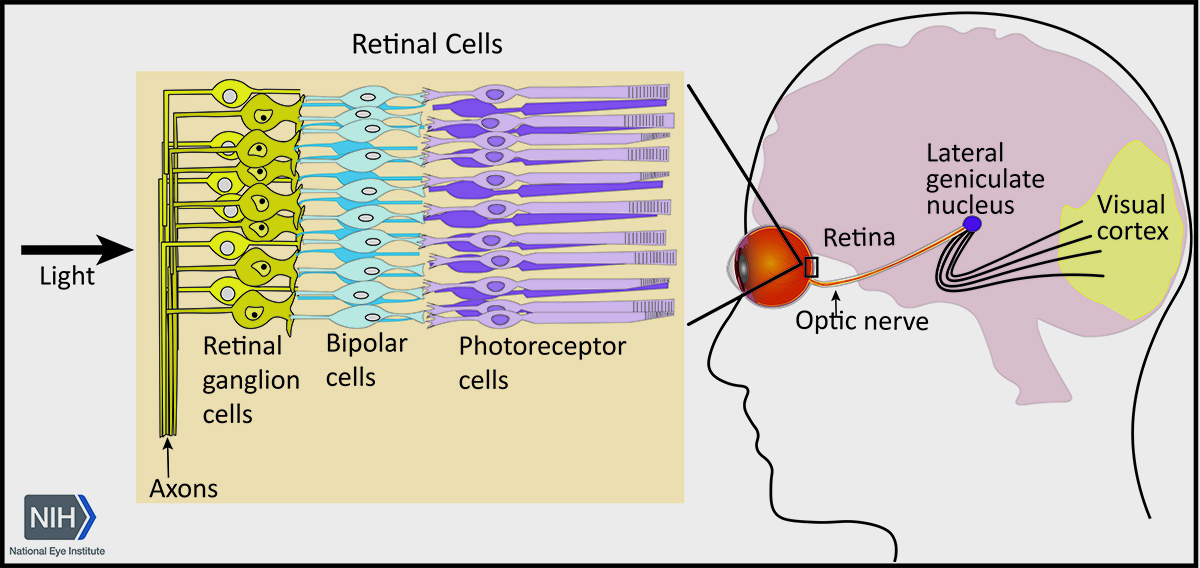 Diagram of the optic nerve