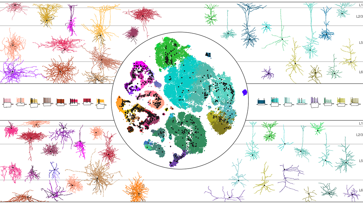 A central circle with multiple colored patches inside. The colored patches represent a visualization of the mouse MOp transcriptomic taxonomy. The colored patches are overlaid with small black dots representing mapped neuronal cells. Surrounding the centr