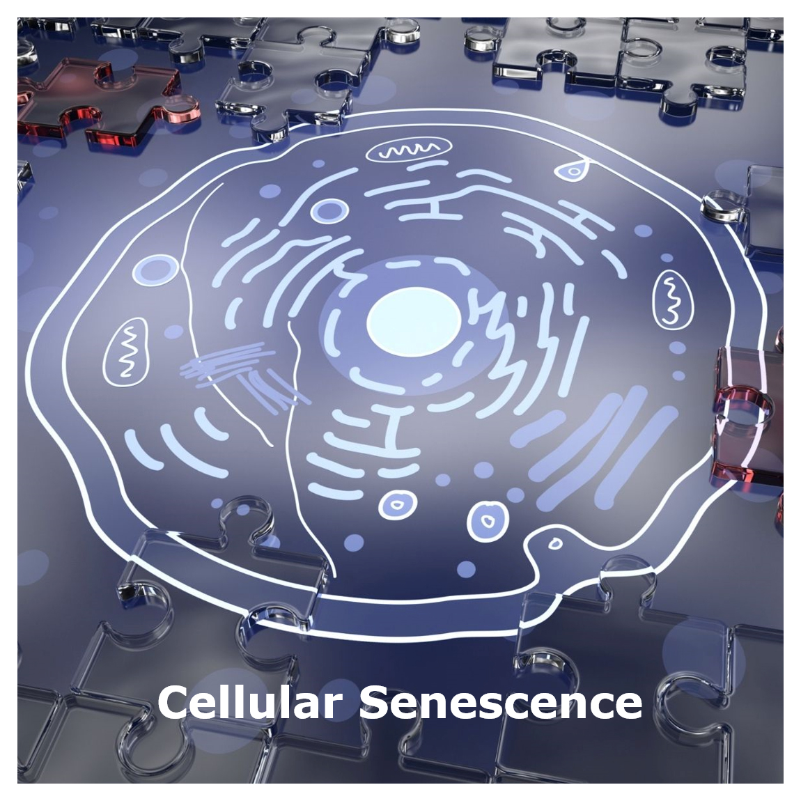 Illustration of the cross-section of a cell surrounded by puzzle pieces