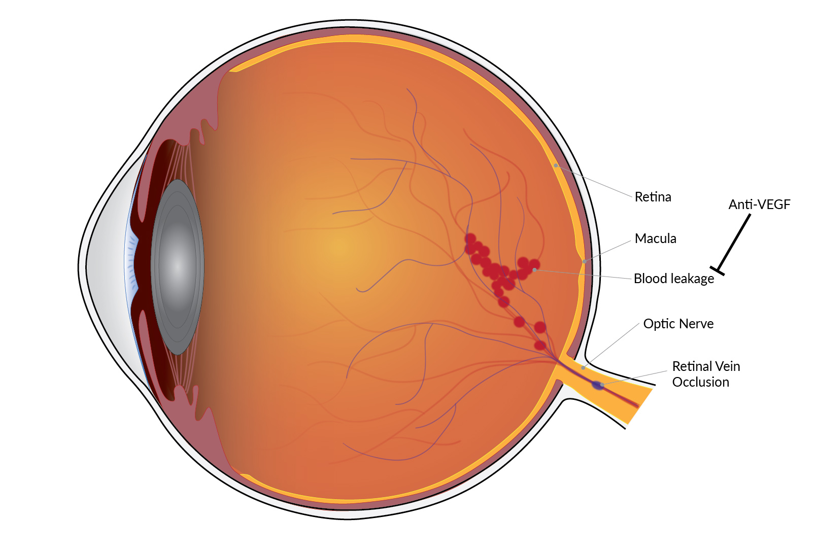 Retina - Definition and Detailed Illustration