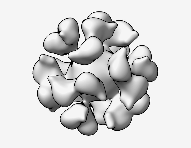 3D reconstruction of EBV gp350-ferritin nanoparticle 3D reconstruction of EBV gp350-ferritin nanoparticle