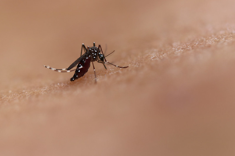 Aedes Mosquito