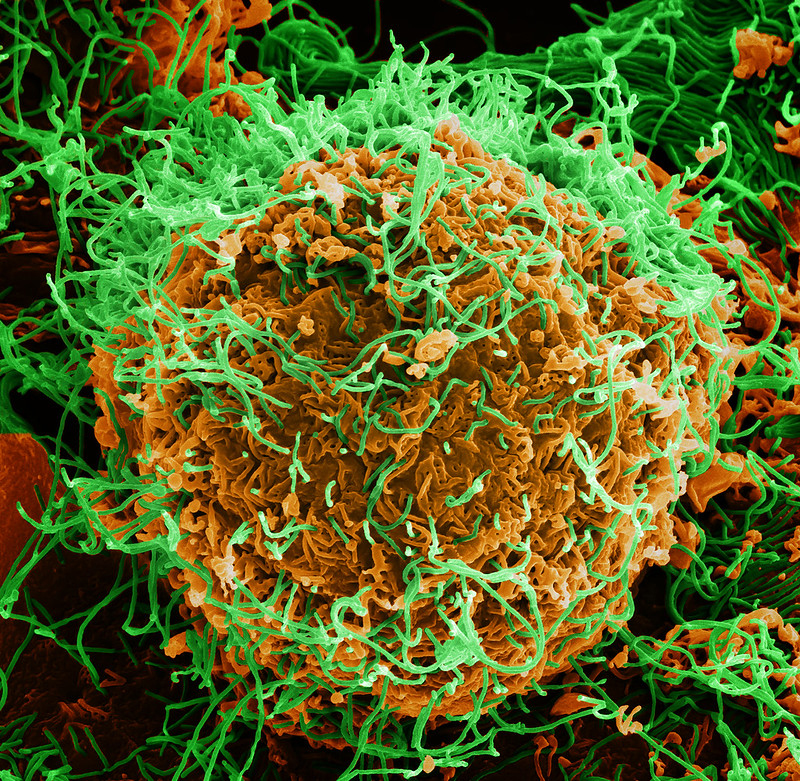 Ebola vaccine regimens safe, immunogenic in adults and children