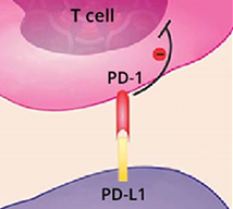 Normally, tumor cells (purple) evade the immune system’s T cells (pink) by expressing a checkpoint protein known as PD-L1. Right 