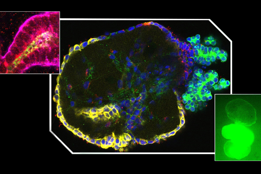 Tissue chips image