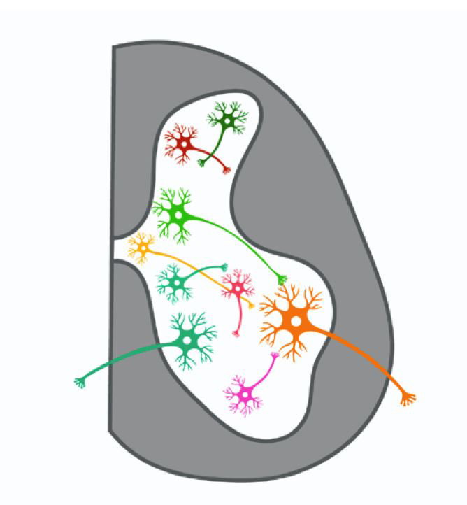  Illustration of a spinal cord cell