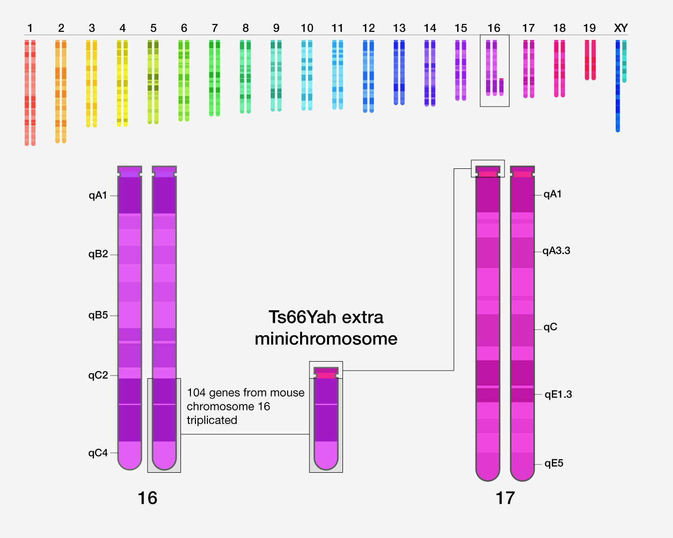 Researchers study enhanced genetic animal model of Down syndrome