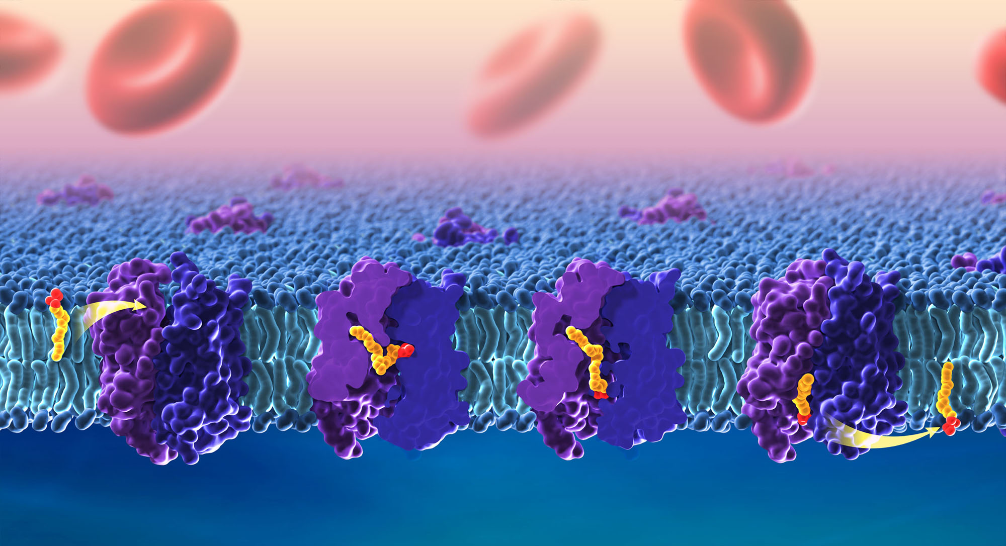 Illustration of how DHA and other omega-3 fatty acids cross the blood-brain barrier using a lipid transporter