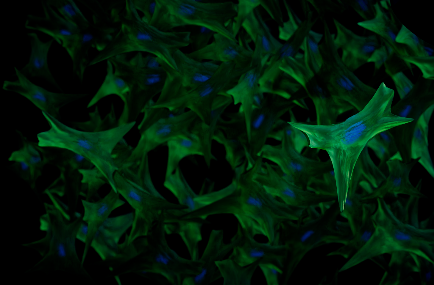 Genomic variation in the STAT4 gene causes disorganized fibroblasts that fail to heal wounds properly. The nuclei of the fibroblasts are shown in blue. Genomic variation in the STAT4 gene causes disorganized fibroblasts that fail to heal wounds properly. The nuclei of the fibroblasts are shown in blue.