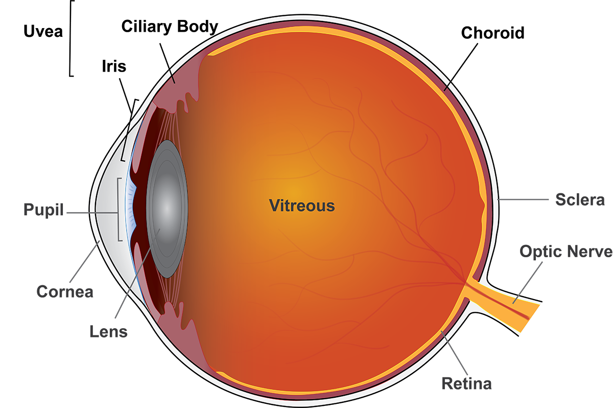 Illustration of the anatomy of the eye Illustration of the anatomy of the eye