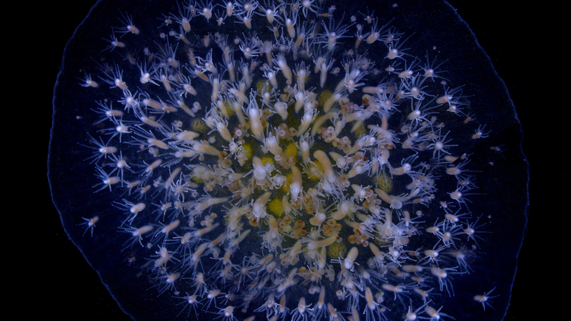 Image of several Hydractinia symbiolongicarpus Image of several Hydractinia symbiolongicarpus