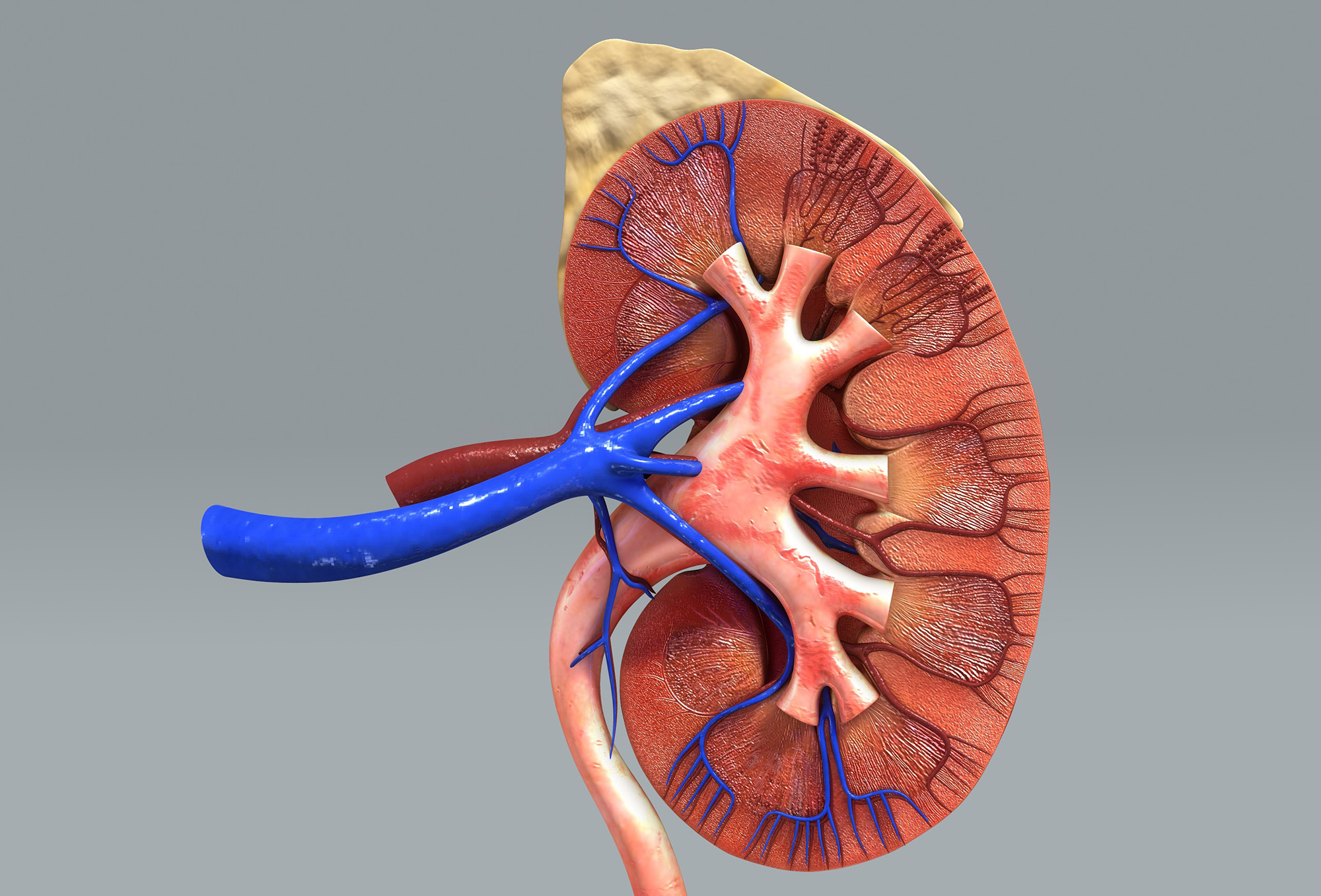 Graphic showing a cross-section of a kidney