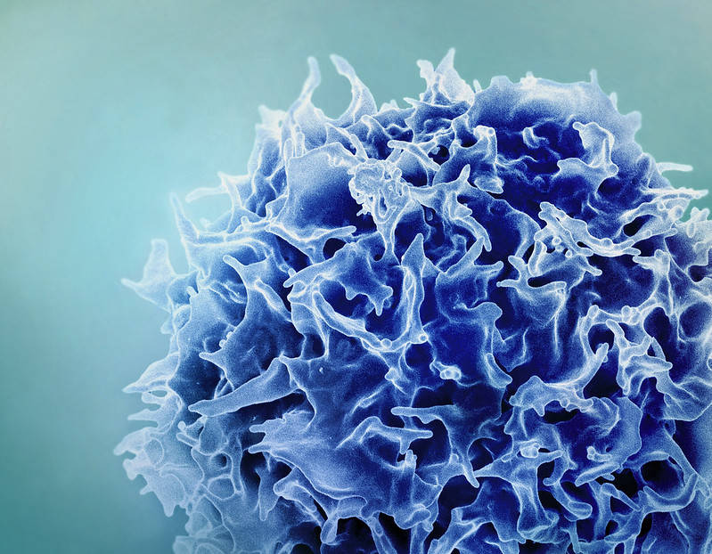 Colorized scanning electron micrograph of a T lymphocyte (also known as a T cell) (blue). Colorized scanning electron micrograph of a T lymphocyte (also known as a T cell) (blue).