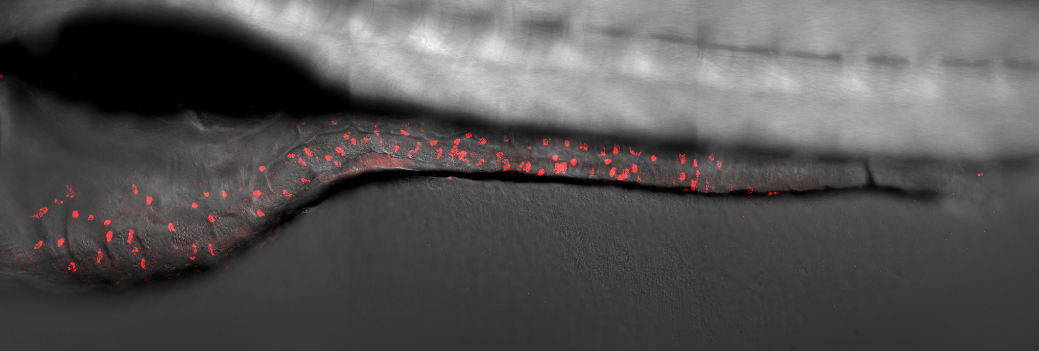 Red dots appear on the gray magnified gastrointestinal tract of a juvenile zebrafish Red dots appear on the gray magnified gastrointestinal tract of a juvenile zebrafish