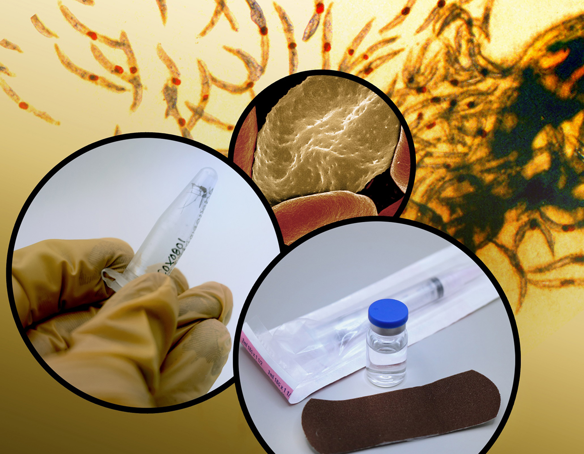 Background image of malaria parasites with foreground photo montage showing infected red blood cell, mosquito, and vaccine vial Background image of malaria parasites with foreground photo montage showing infected red blood cell, mosquito, and vaccine vial