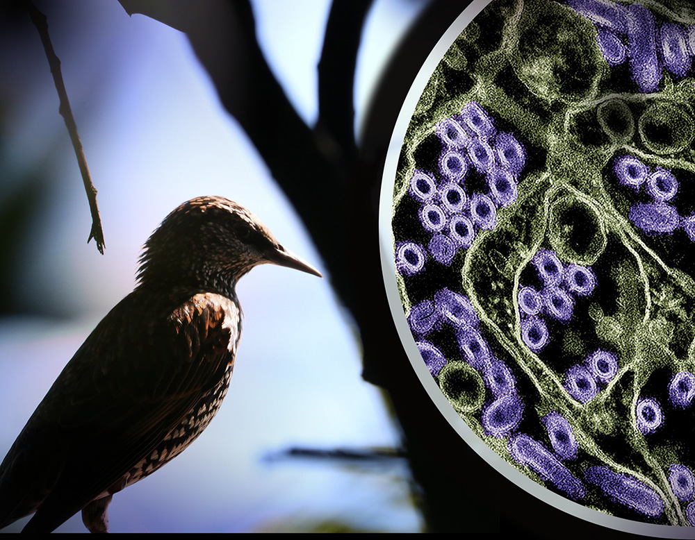 Photo of a wild bird. To the right is a colorized transmission electron micrograph of H5N1 virus particles (purple). Photo of a wild bird. To the right is a colorized transmission electron micrograph of H5N1 virus particles (purple).