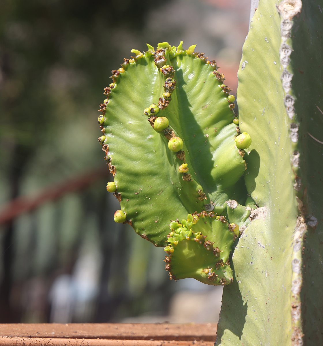 Image of Euphorbia resinifera, a green, wrinkly, cactus-like plant from North Africa. Image of Euphorbia resinifera, a green, wrinkly, cactus-like plant from North Africa.