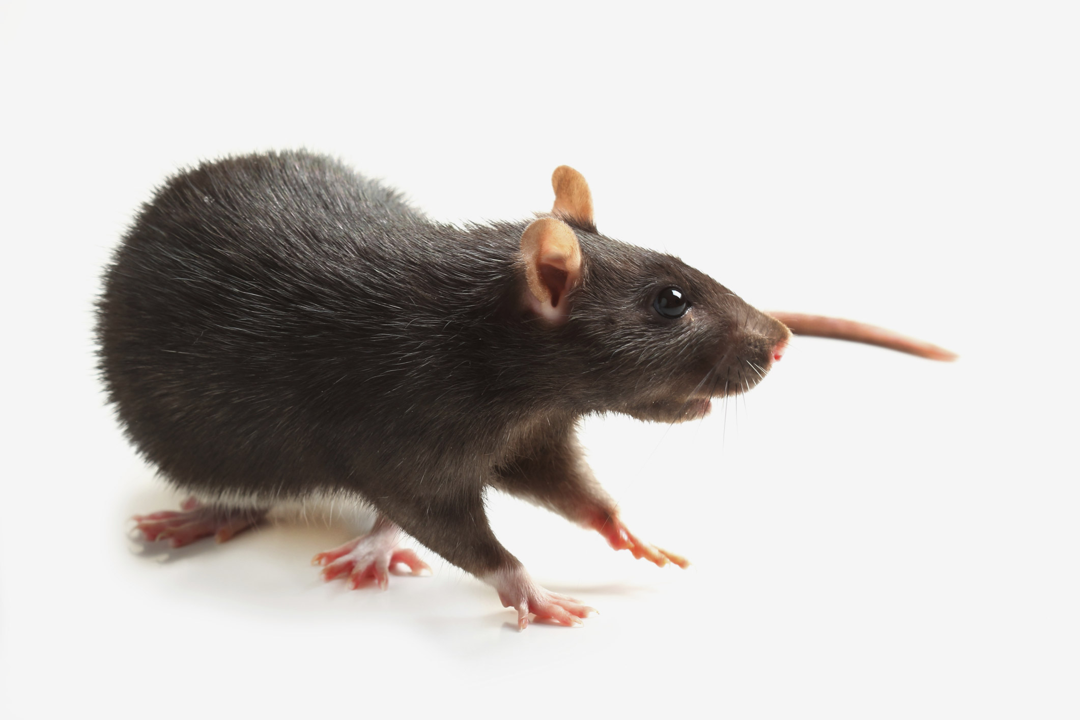 Progress in Paralyzed Rats Using Embryonic Stem Cells | National Institutes of Health (NIH) Progress in Paralyzed Rats Using Embryonic Stem Cells | National Institutes of Health (NIH)