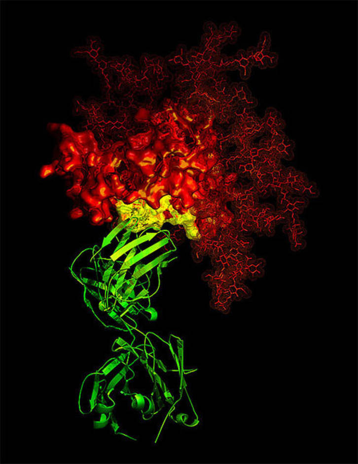 B-12 antibody in contact with a critical target on HIV gp120 B-12 antibody in contact with a critical target on HIV gp120