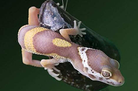 Scientists gain fresh insight into the secret of how gecko feet stay sticky