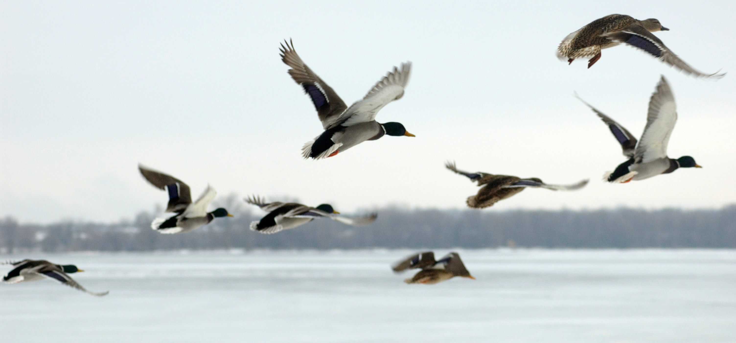 Waterfowl flying over a lake