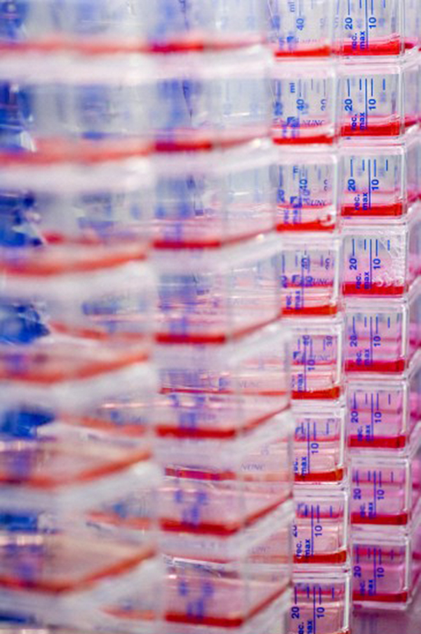Cell culture flasks used to propagate stem cells Cell culture flasks used to propagate stem cells