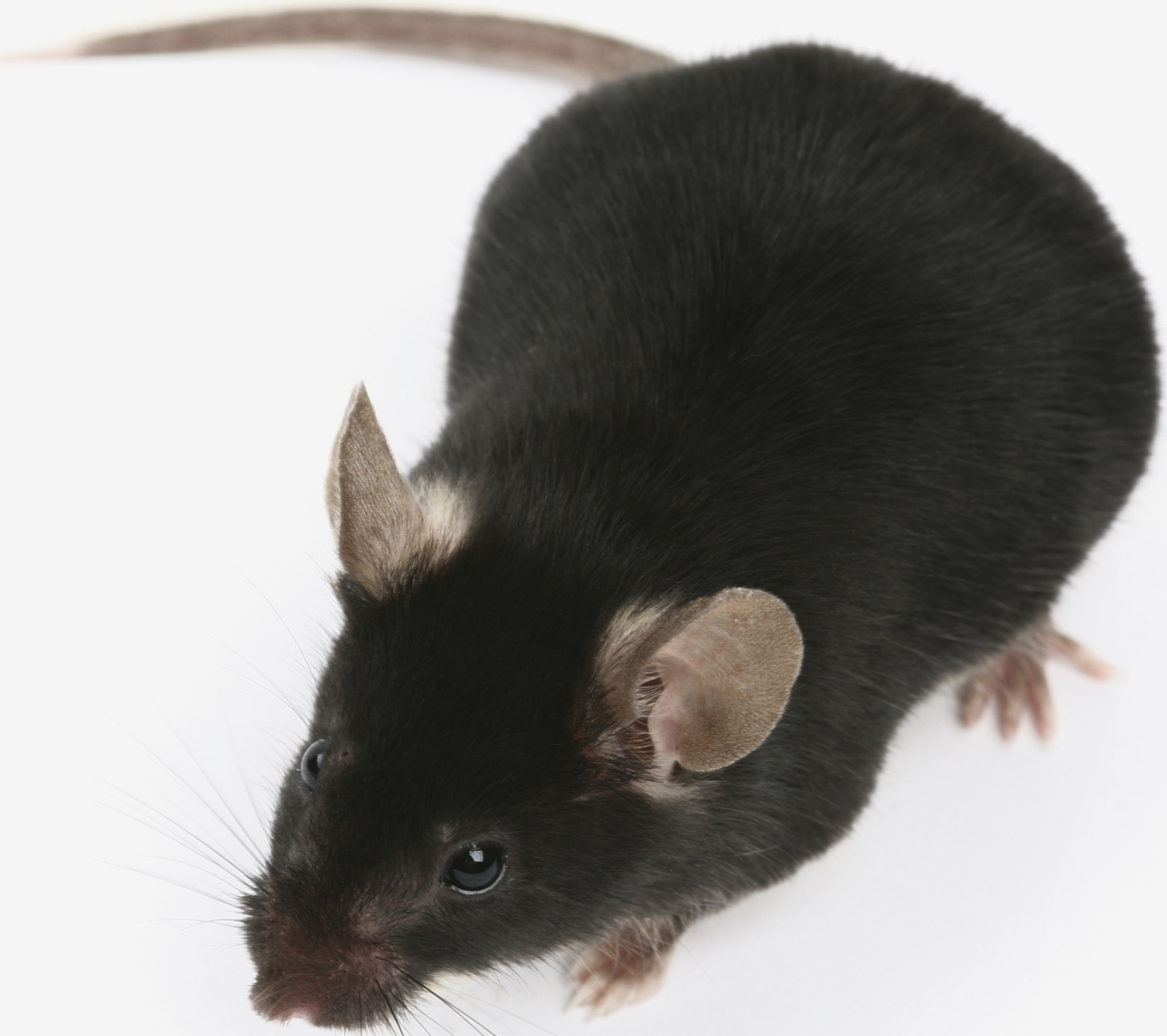 Pheromones Trigger Aggression Between Male Mice | National Institutes of  Health (NIH)