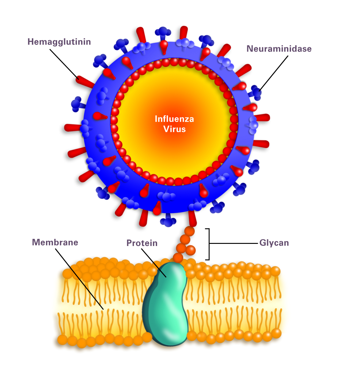 K virus. Рецепторы вируса. Клеточный Рецептор для вируса гриппа. Мембрана вирусов. Рецепторы клетки к вирусу.