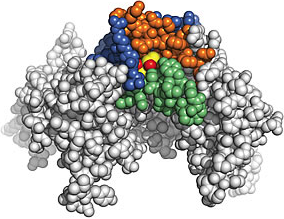 Illustation of an alcohol molecule bound to a protein Illustation of an alcohol molecule bound to a protein