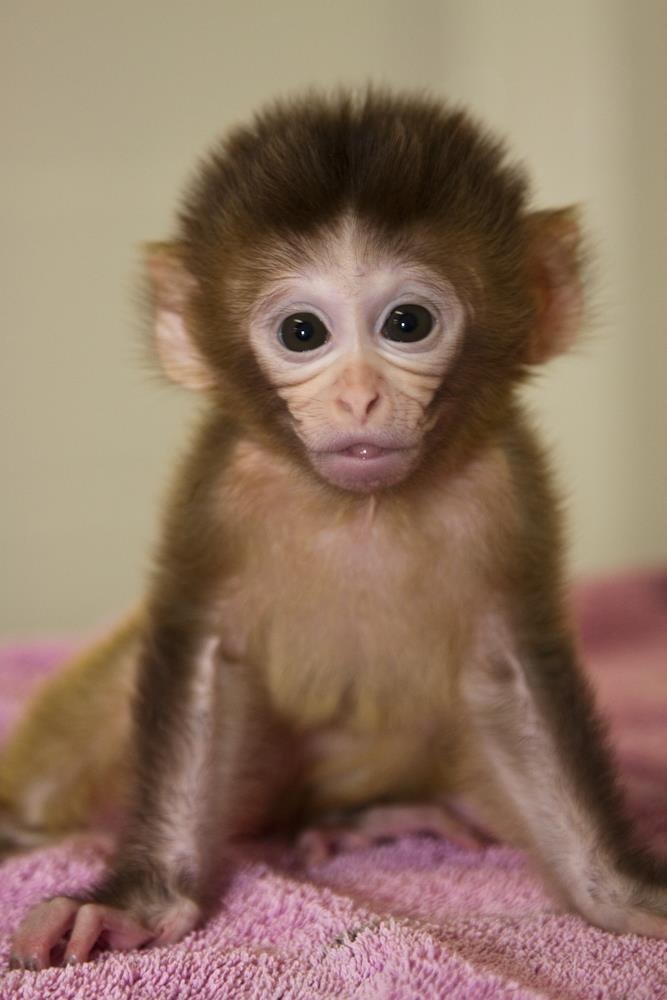 Monkey DNA Swap May Block Mitochondrial Disease | National Institutes