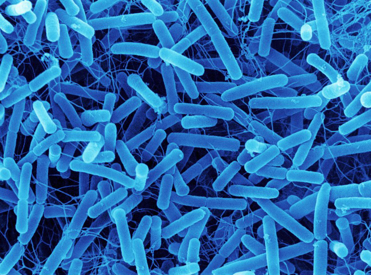 an image of rod-shaped bacteria