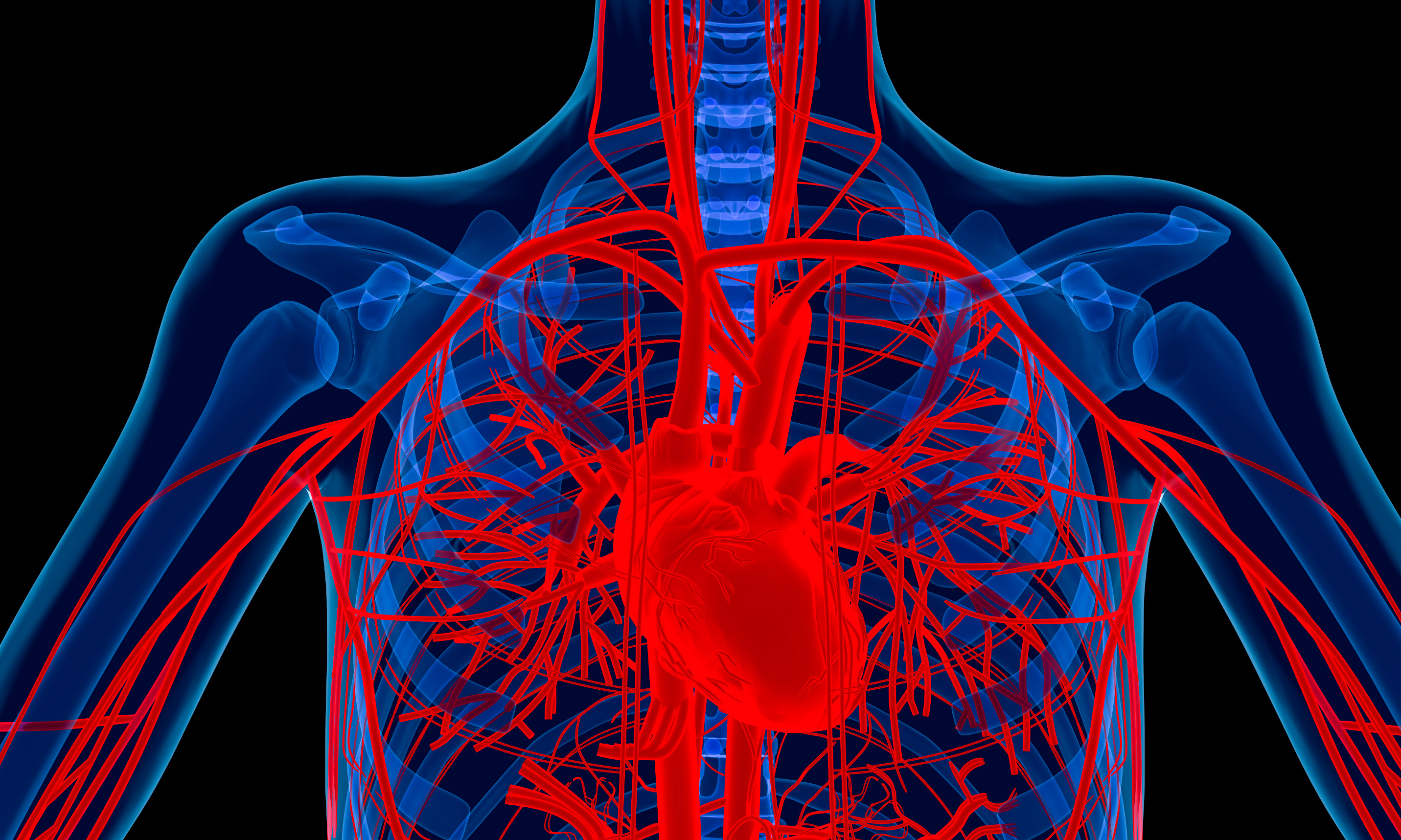 Illustration of the heart and blood vessels