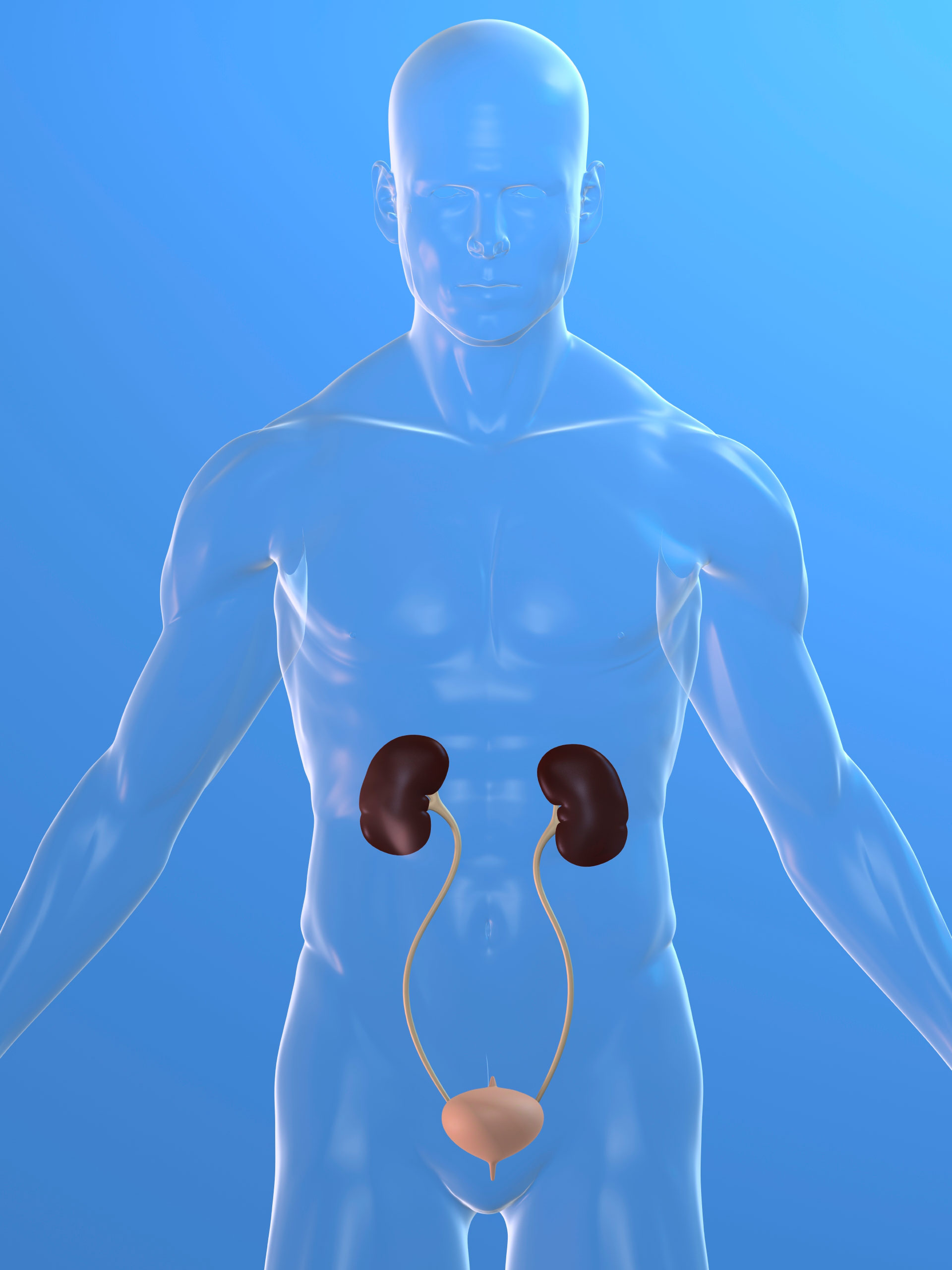 Illustration of kidneys in a translucent body