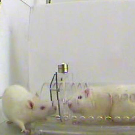 Photo of a free rat and a rat in a transparent tube cropped