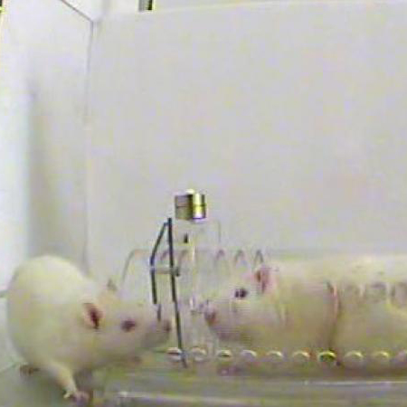 Photo of a free rat and a rat in a transparent tube cropped Photo of a free rat and a rat in a transparent tube cropped